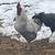 Roosters 1 thumbnail