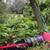 Comfrey plants- Bocking 14 Russian ( boneknit) 3 thumbnail