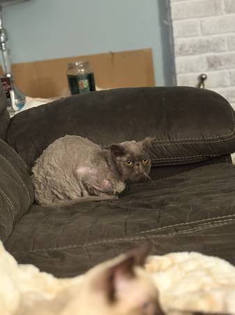 8 year old Persian593027343802716161