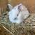 Bunnies 14 thumbnail