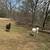 CAN DELIVER - Dorper/Katahdin Sheep 6 thumbnail