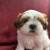 Pure bred shih tzu puppies 7 thumbnail