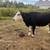 Cows 3 thumbnail
