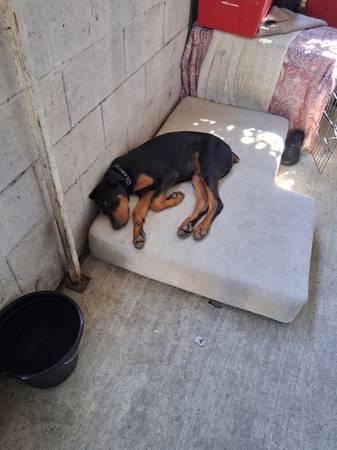 Doberman 1