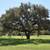 Live oaks 1 thumbnail