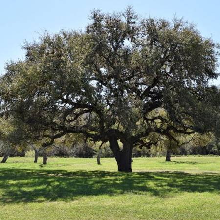 Live oaks 1