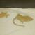 Crested Geckos 8 thumbnail