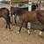 Horse stud colt 5 thumbnail