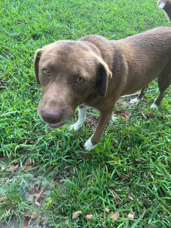 ¡Por favor, ayúdenme! ¡Los perros necesitan hogares!! (Albertville)