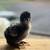 Chicks 4 thumbnail