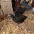 Chickens pullets bantams 2 thumbnail