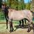 Grullo mare 2 thumbnail