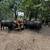 Bred cows 4 thumbnail