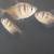 Fish + Crustation Rescue 11 thumbnail