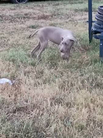 Lilac AKC Great Dane