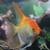 Angel Fish pair 1 thumbnail