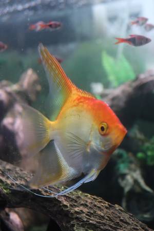 Angel Fish pair 1