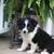 ABCA Border Collies 5 thumbnail