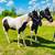 Spotted Saddle Horses 2 thumbnail