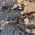 Last Weeks storm broke big tree branches California Pepper tree 2 thumbnail
