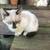 Kittens 4 thumbnail