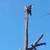 Tree Service 24 thumbnail