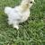 Silkie Chicks 3 thumbnail
