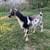 Nigerian Dwarf goats 11 thumbnail