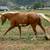 2023 APHA Palomino Overo Filly 6 thumbnail
