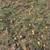Black Walnut Nuts 2 thumbnail