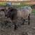 Registered Shorthorn Bull 1 thumbnail