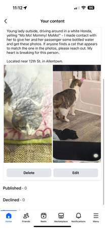 MoMo - Missing Cat 1