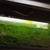 JAVA MOSS 4 thumbnail
