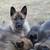 Shepinois 1 thumbnail