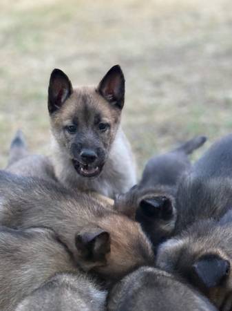 Shepinois 1