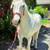 Gray Mustang Gelding 1 thumbnail