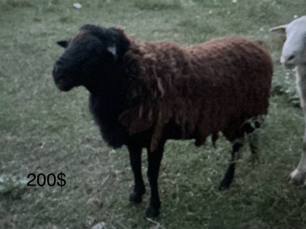 Katahdin Rams 1