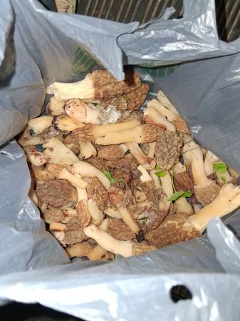 Fresh picked morel mushrooms 1