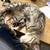 Cat Needs Home 5 thumbnail
