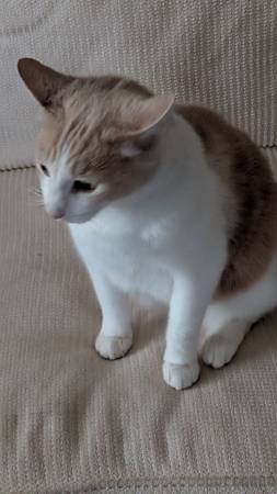 Free CAT (Pinole)606091272195952642