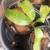 Mango tree for sale Kent Organic 5 thumbnail