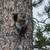 Tree Services and small engine services *FREE ESTIMATES* 2 thumbnail