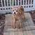 dogs 3 thumbnail