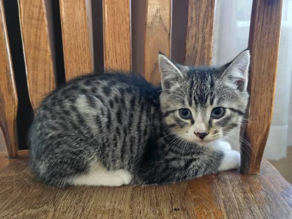 Kitten macho (Tacoma)594821484580720644
