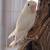 Lovebirds 10 thumbnail