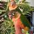 Yellow Sided Green Cheeked Conure Parrots 6 thumbnail
