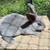 Bunny Rabbit 4 thumbnail