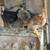 Bare neck chicks available 4 thumbnail
