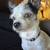 Chihuahua Mix Stud 1 thumbnail