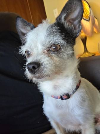 Chihuahua Mix Stud 1